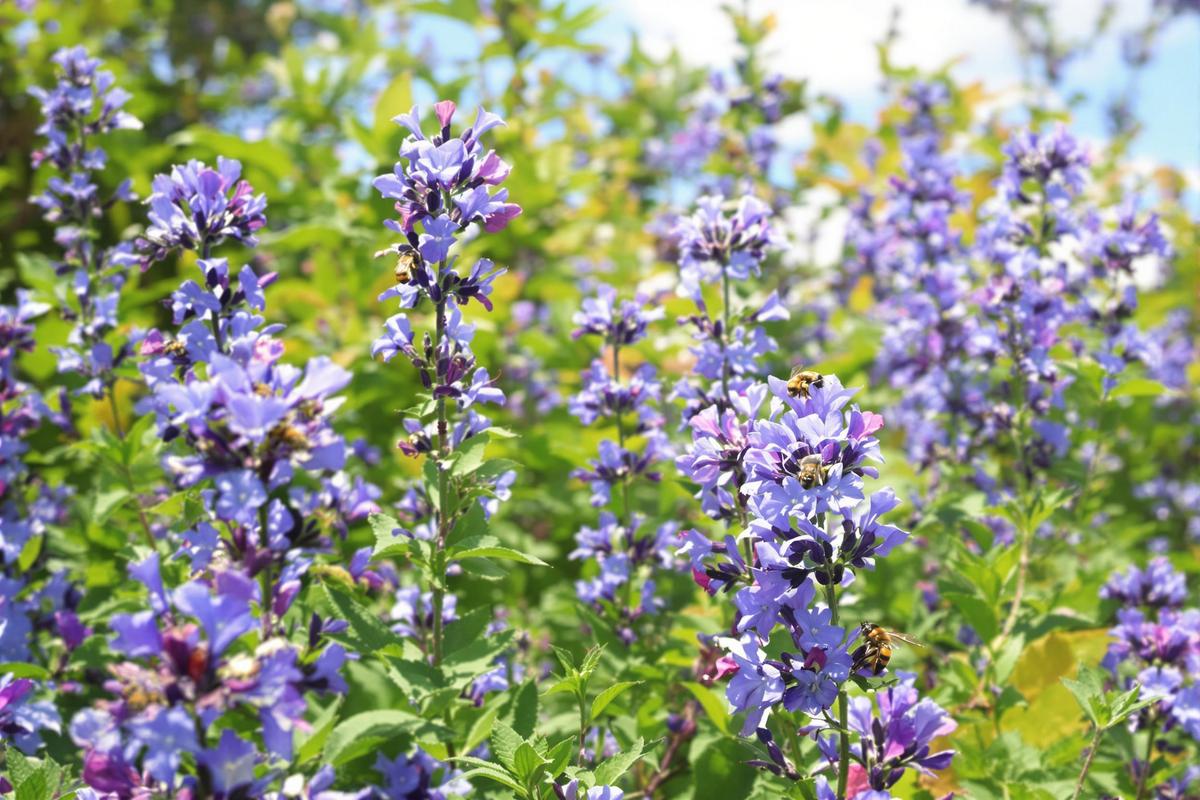 Cette fleur à semer maintenant attire les auxiliaires, pousse sans eau et bloque les herbes folles.jpg