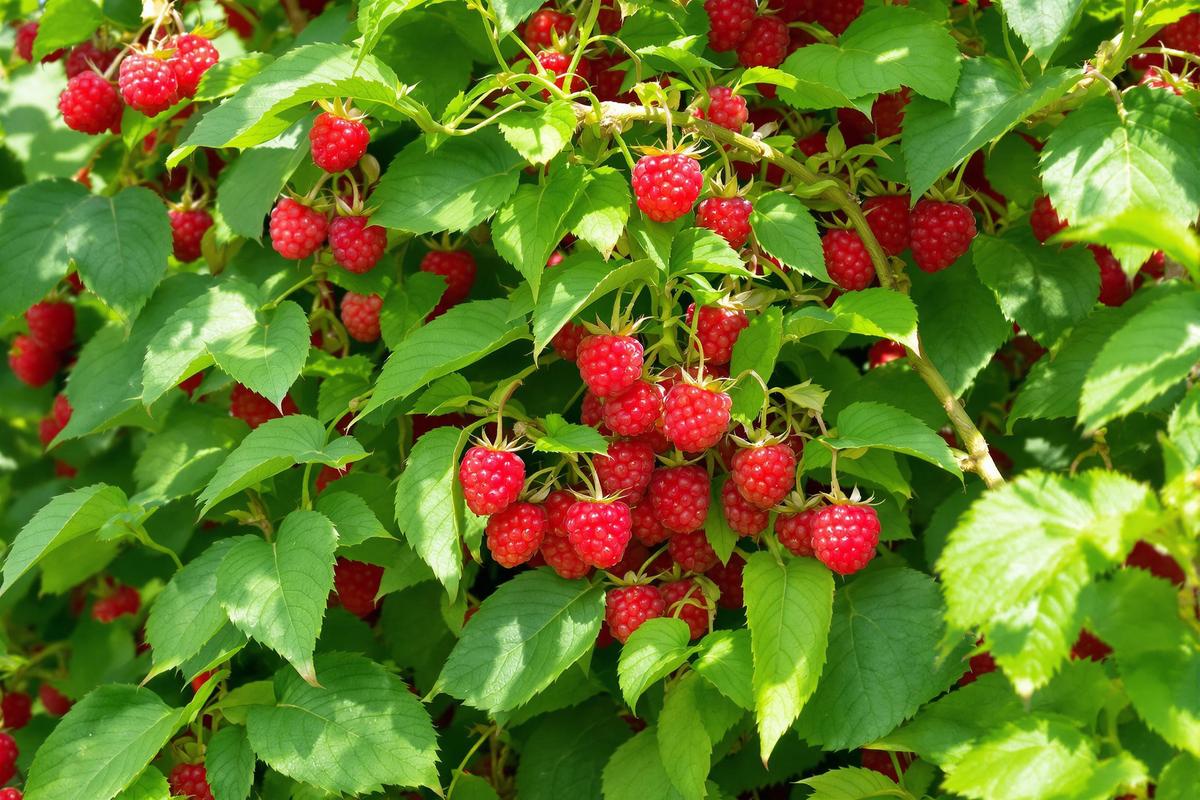 Framboisiers : l’astuce que tout le monde a oubliée et qui booste la récolte en plein été.jpg