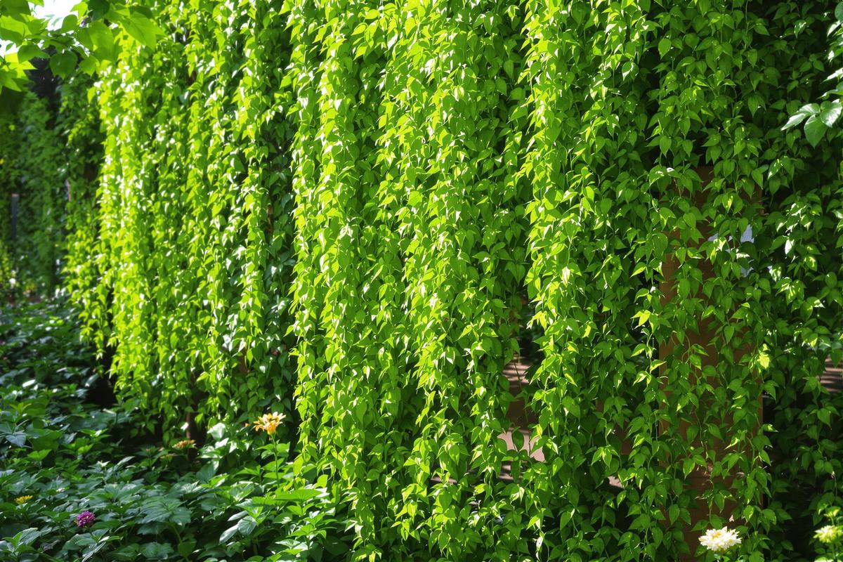 Idéale pour les talus secs, cette vivace retombante forme un rideau végétal et résiste même au gel.jpg