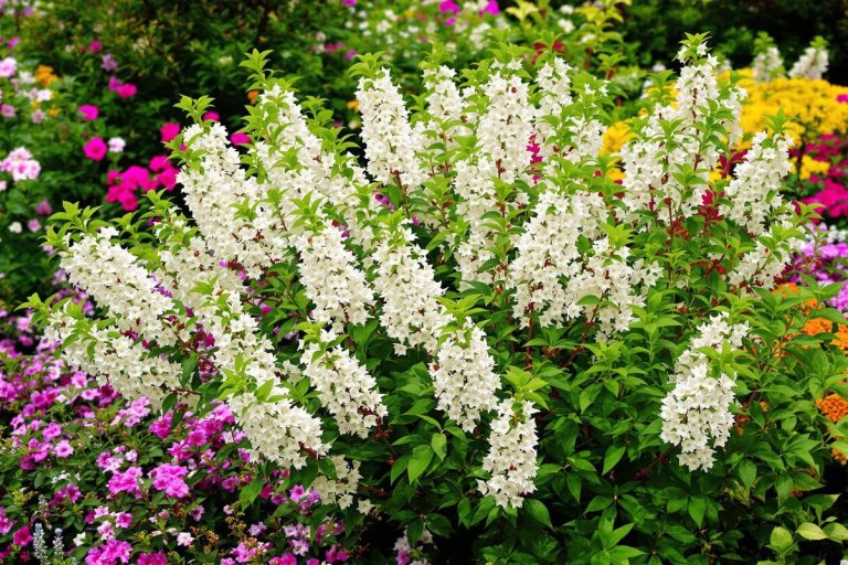 L’arbuste préféré des jardiniers pour un massif fleuri pendant 6 mois non-stop.jpg