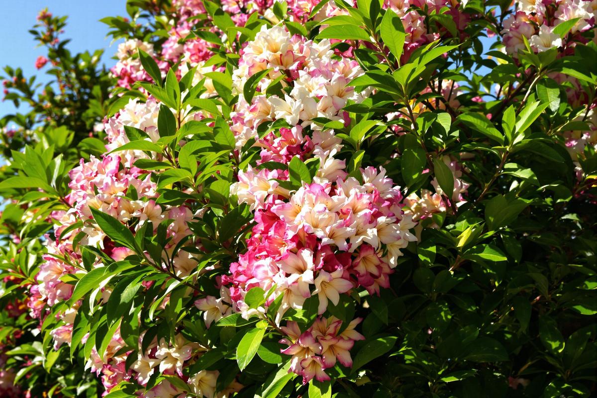 Maladies du laurier-rose : 8 fléaux redoutables qui menacent votre arbuste préféré.jpg
